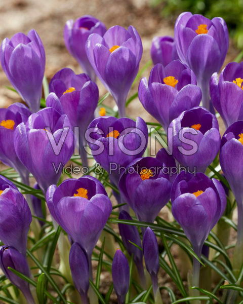 Крокус крупноцветковый синий